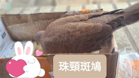 斑鳩幼鳥死亡|落難斑鳩寶寶長大了！出門忘回家 聽「阿公愛的呼喚」立刻飛回